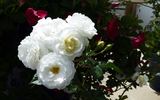 Pillow Fight ™ rose photo