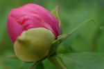 Madame Andre Devillers peony photo
