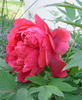 Madame Andre Devillers peony photo