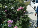 Real Charmer rose photo