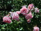 Real Charmer rose photo