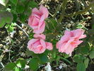 Real Charmer rose photo