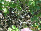 Real Charmer rose photo