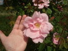 Mary Wallace rose photo