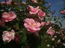 Mary Wallace rose photo