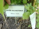 Ruže Olivetská rose photo
