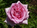 Sweet Parole rose photo