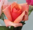 Thanksgiving rose photo