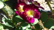The Witching Hour rose photo