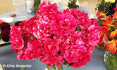 Shadow Dancer rose photo