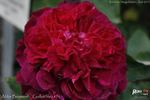 Abbé Bramérel rose photo