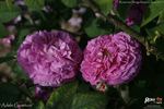 Adèle Courtois rose photo