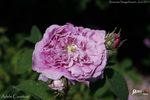 Adèle Courtois rose photo
