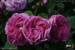 Agar rose photo