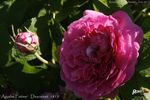 Agathe Fatime rose photo