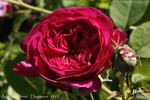Agathe Fatime rose photo