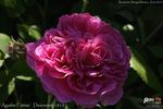 Agathe Fatime rose photo