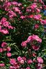 Améthyste rose photo