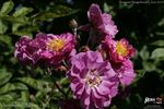 Améthyste rose photo