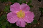 Lily Freeman rose photo