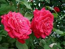 Grimpant Lolita Lempicka ® rose photo