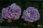 Angelique Quetier rose photo