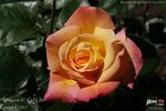 Antigone ® rose photo