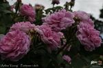 Arthur Young rose photo