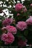Arthur Young rose photo