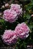 Arthur Young rose photo