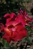 Aurora Boreal rose photo