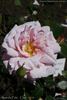 Australia Felix rose photo