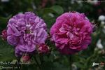 Belle Biblis rose photo