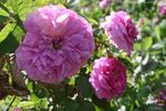 Belle de Yèbles rose photo