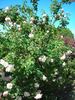 Royal Blush ™ rose photo