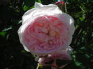 Royal Blush ™ rose photo