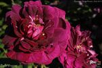 Belle Virginie rose photo