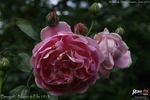 Bengali rose photo