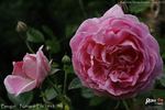 Bengali rose photo