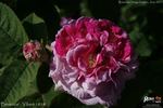 Bérénice rose photo