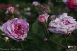 Bérénice rose photo