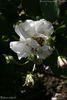 Bifera italica rose photo