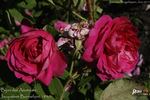 Bijou des Amateurs rose photo