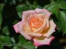 Hisami rose photo