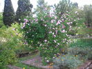 R. manettii rose photo