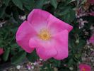Basye's Amphidiploid rose photo