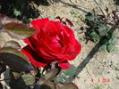 President Eisenhower rose photo