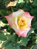 Glowing Sunset rose photo