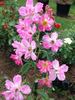 Candy Cane rose photo