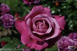 Blauer Stern rose photo